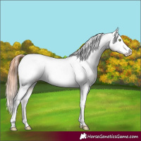 Horse Color:Amber Champagne Dun Snowcap Rabicano