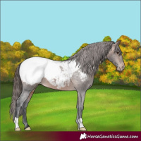Horse Color:Brown Appaloosa
