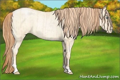 Horse Color:Buckskin Roan Pearl and Amber Cream Champagne Roan Pearl