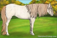 Horse Color:Buckskin Roan Pearl  and Amber Cream Champagne Roan Pearl 