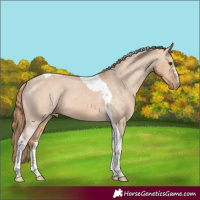 Horse Color:Red Dun Tobiano Varnish 