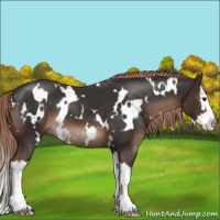 Horse Color:White Spotted Liver Chestnut Splash 
