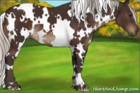 Horse Color:White Spotted Silver Brown 