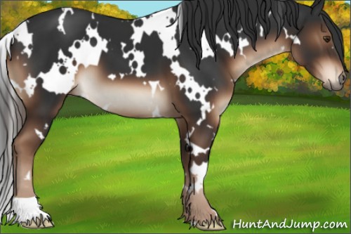 Horse Color:White Spotted Liver Chestnut 