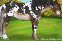 Horse Color:White Spotted Liver Chestnut 