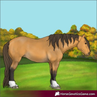 Horse Color:Buckskin 
