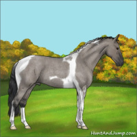 Horse Color:Grullo Roan Tobiano