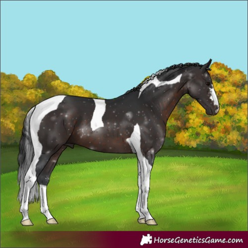 Horse Color:Brown Tobiano 