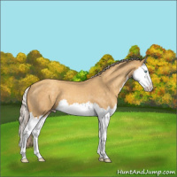 Horse Color:Gold Cream Champagne Roan Splash 