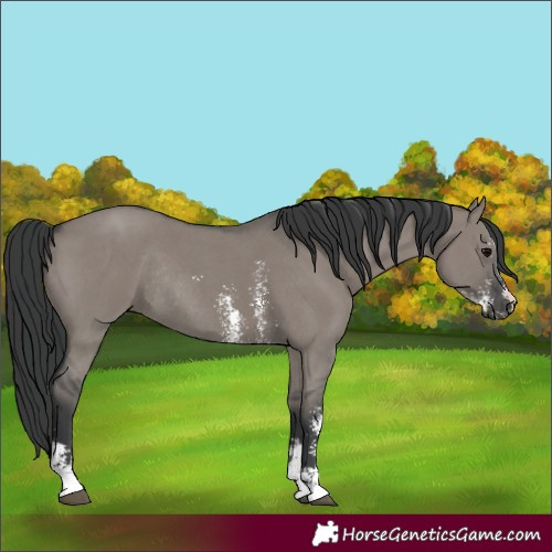 Horse Color:Grullo Sabino Rabicano
