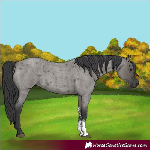 Horse Color:Grullo Roan Sabino Rabicano