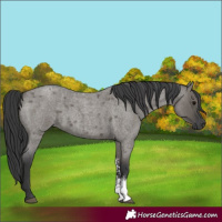 Horse Color:Grullo Roan Sabino Rabicano 