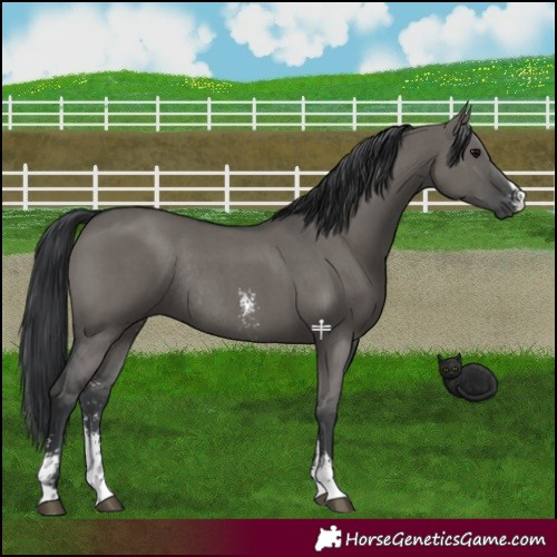 Horse Color:Grullo Sabino Rabicano
