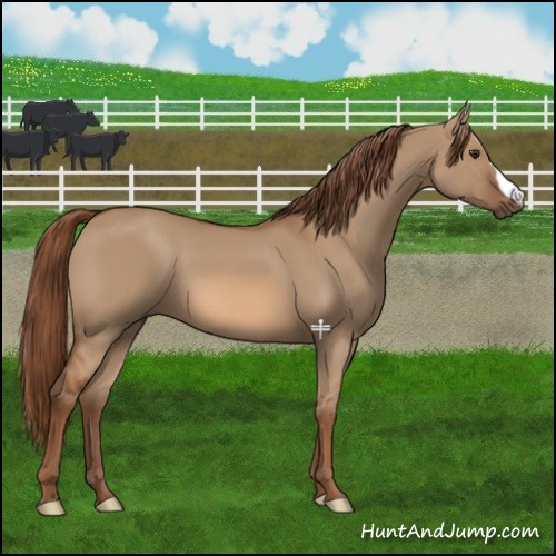 Horse Color:Red Dun 