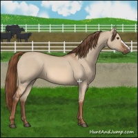 Horse Color:Red Dun 