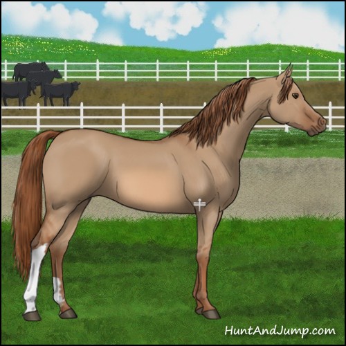 Horse Color:Red Dun
