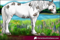 Horse Color:Silver Blue Onyx Ice Sabino Tobiano Frame 