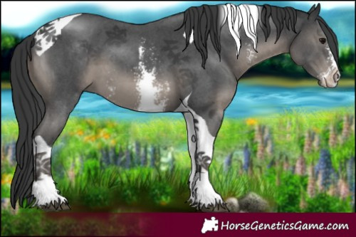 Horse Color:Black Sabino Tobiano