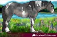Horse Color:Black Sabino Tobiano