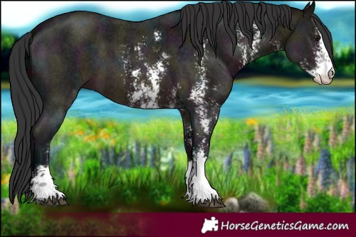 Horse Color:Midnight Brown Sabino