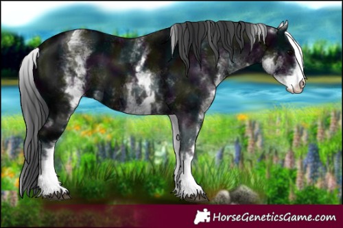 Horse Color:White Spotted Midnight Black Tobiano 