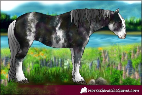 Horse Color:White Spotted Midnight Black Tobiano 