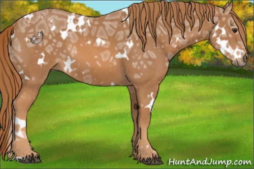 Horse Color:White Spotted Chestnut Ice