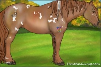 Horse Color:White Spotted Chestnut 
