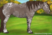 Horse Color:Liver Chestnut Ice Sabino 