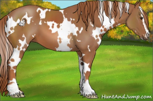 Horse Color:White Spotted Chestnut Sabino 