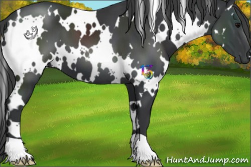 Horse Color:White Spotted Black