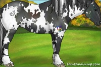 Horse Color:White Spotted Black 