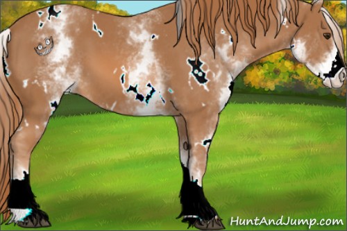 Horse Color:White Spotted Chestnut