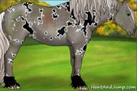 Horse Color:White Spotted Silver Black 