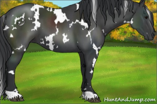 Horse Color:White Spotted Black 