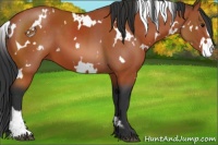 Horse Color:White Spotted Bay Sabino 