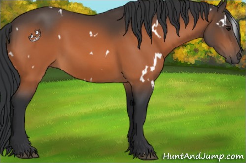 Horse Color:White Spotted Bay 
