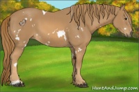 Horse Color:White Spotted Chestnut Sabino 