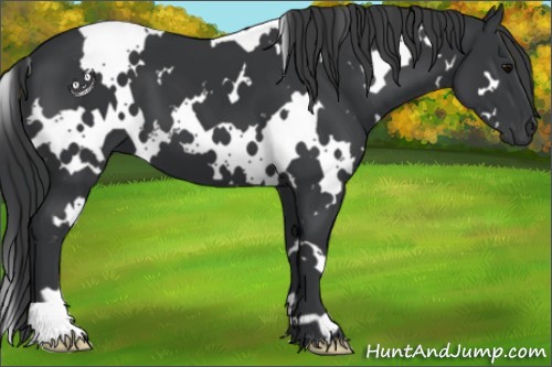 Horse Color:White Spotted Black