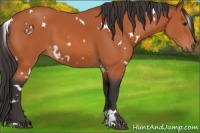 Horse Color:White Spotted Bay 