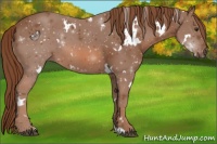Horse Color:White Spotted Chestnut 