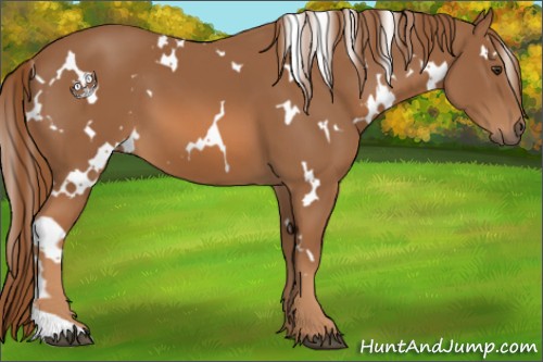 Horse Color:White Spotted Chestnut