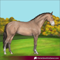 Horse Color:Amber Champagne Sabino Rabicano