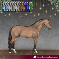 Horse Color:Bay Dun 