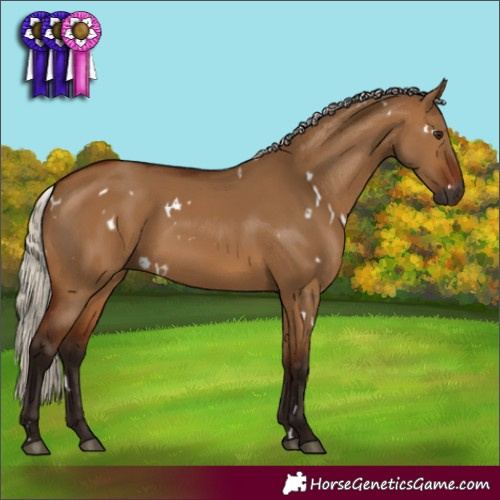 Horse Color:Gray White Spotted Silver Bay Dun Rabicano 