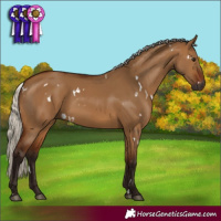 Horse Color:Gray White Spotted Silver Bay Dun Rabicano 