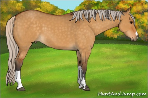 Horse Color:Silver Buckskin Dun