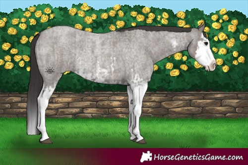 Horse Color:Smoky Grullo Roan Sabino Splash and Smoky Grullo Roan Sabino Splash