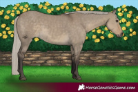 Horse Color:Silver Smoky Grullo 