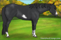 Horse Color:Black Tobiano Frame 